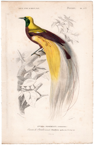 Bird of Paradise